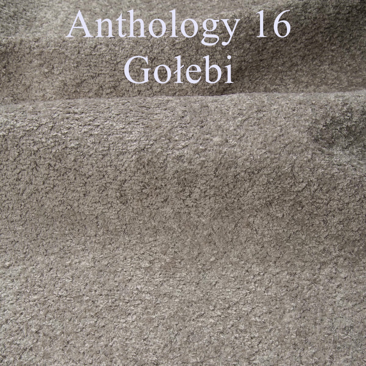 Anthology 16 gołebi